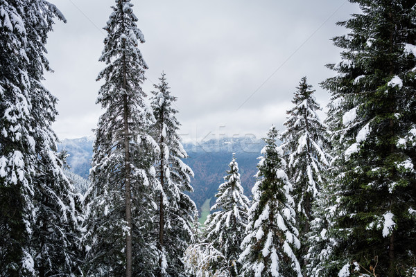 Stock foto: Früh · Winter · Ansicht · Tal · Wald · Landschaft