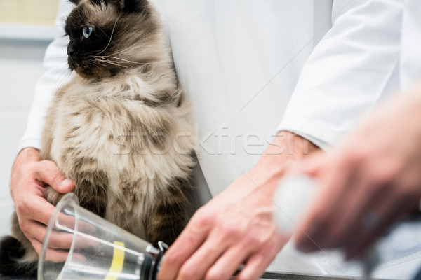 Stok fotoğraf: Veteriner · kedi · hastalık · veteriner · klinik · kadın