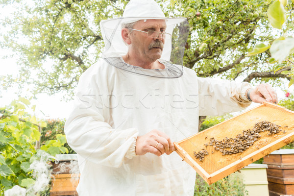 Beekeeper holding honeycomb with bees in his hands Stock photo © Kzenon