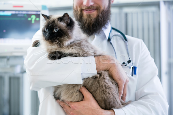 Veterinarian pet doctor holding cat in his animal clinic Stock photo © Kzenon