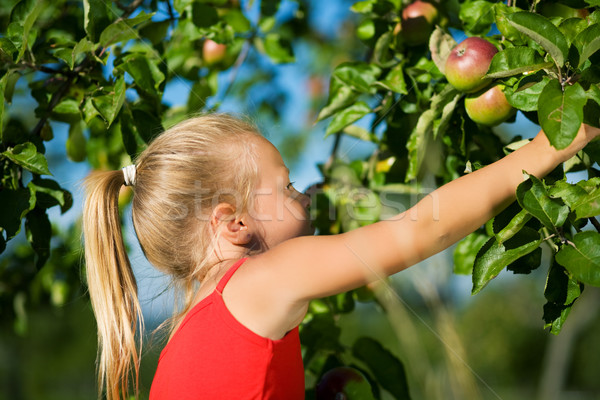 Grabbing the apple Stock photo © Kzenon