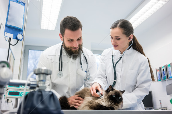 Iki genç veteriner doktorlar kedi Stok fotoğraf © Kzenon