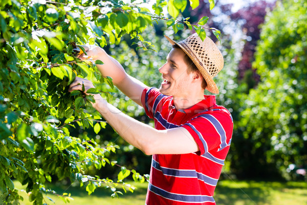 [[stock_photo]]: Homme · arbre · verger · jardin · heureux · maison