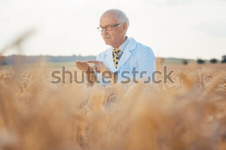 Foto stock: Investigador · campo · corpo · novo · grão · trigo