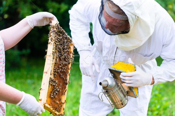 Dohányos méhek méhkaptár fésű keret férfi Stock fotó © Kzenon