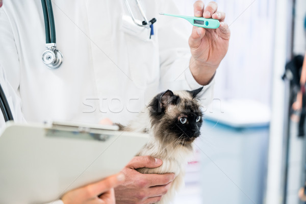 Veterinarian measuring temperature of cat with fever thermometer Stock photo © Kzenon