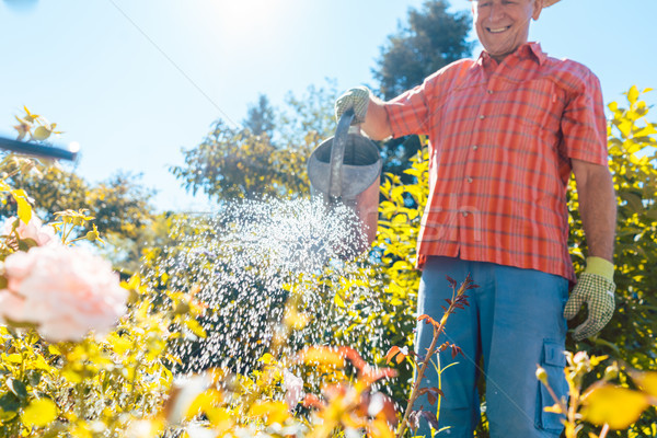 Active senior man watering plants in the garden in a tranquil day Stock photo © Kzenon