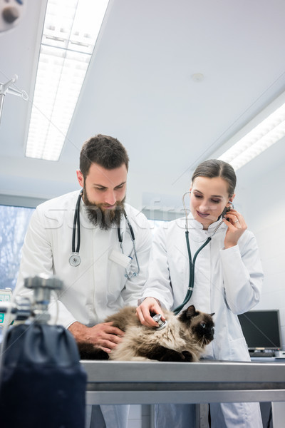 Iki genç veteriner doktorlar kedi Stok fotoğraf © Kzenon