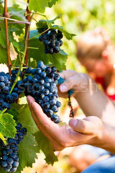 winemaker picking wine grapes  Stock photo © Kzenon