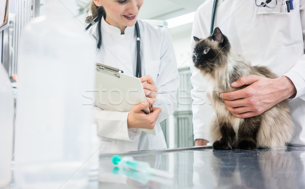 Zdjęcia stock: Kot · badanie · tabeli · lekarz · weterynarii · kliniki · dwa