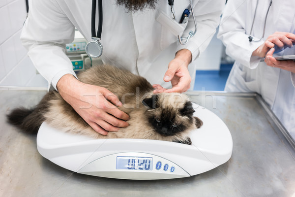 Vet putting cat on scale to measure her weights Stock photo © Kzenon