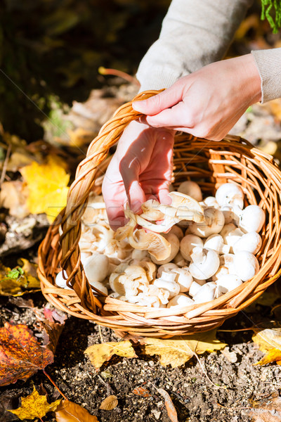 Woman collecting mushrooms in basket Stock photo © Kzenon