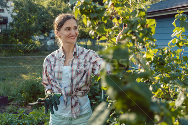 Fiatal nő kertészkedés bogyók bokor nyár munka Stock fotó © Kzenon