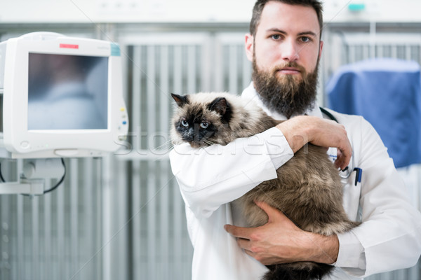 Veterinarian pet doctor holding cat patient in his animal clinic Stock photo © Kzenon