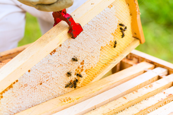 Beekeeper controlling beeyard and bees Stock photo © Kzenon