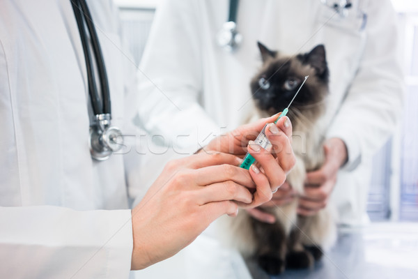 Pisică uita vaccin injecţie pregatit medicul veterinar Imagine de stoc © Kzenon