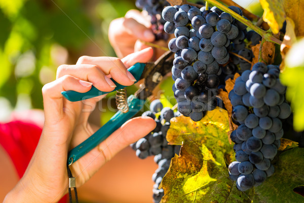 Woman picking grapes with shear Stock photo © Kzenon