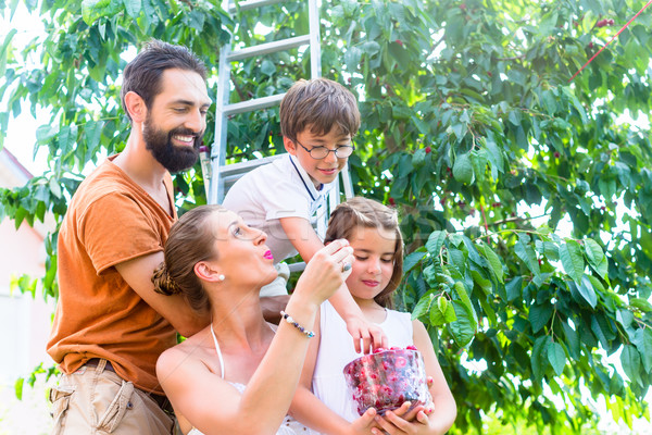 [[stock_photo]]: Famille · récolte · manger · cerises · jardin · femme