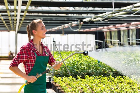 Female commercial gardener watering plants Stock photo © Kzenon