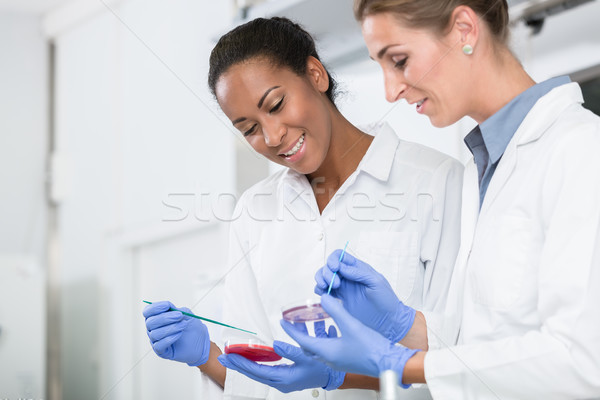 Women in research laboratory talking about tests on germ samples Stock photo © Kzenon