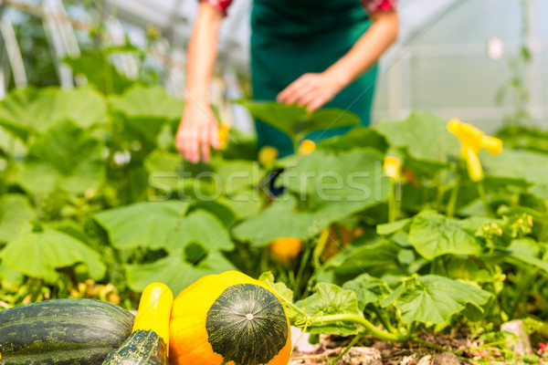 Stock photo: Female gardener in market garden or nursery