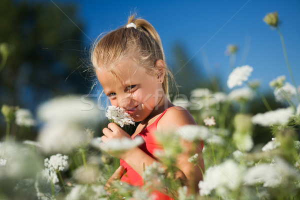 Sniffing the yarrow Stock photo © Kzenon