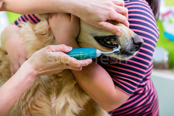 Groot hond tandheelkundige zorg vrouw vrouwen haren Stockfoto © Kzenon