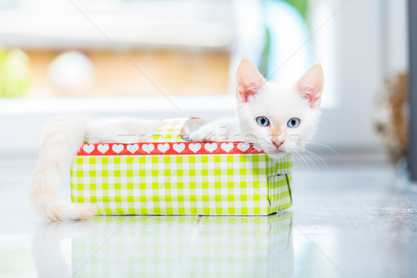 Cute kitten in holiday box Stock photo © Kzenon