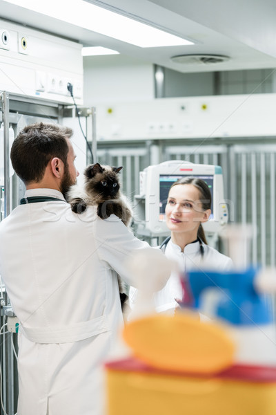 Stockfoto: Intensief · zorg · eenheid · huisdier · kliniek · kat