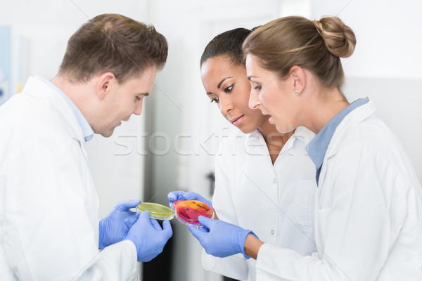 Group of food laboratory researchers comparing bacteria cultures Stock photo © Kzenon