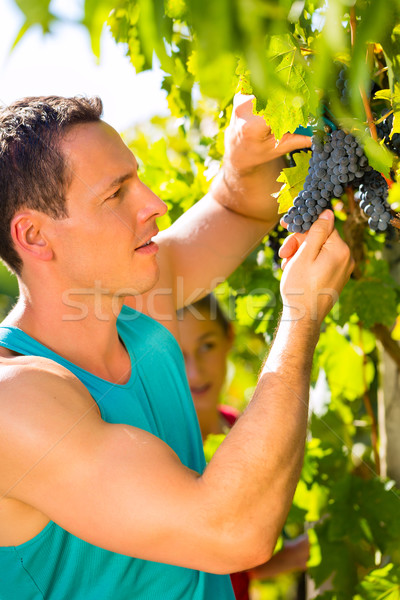 Man picking grapes with shear at harvest time Stock photo © Kzenon