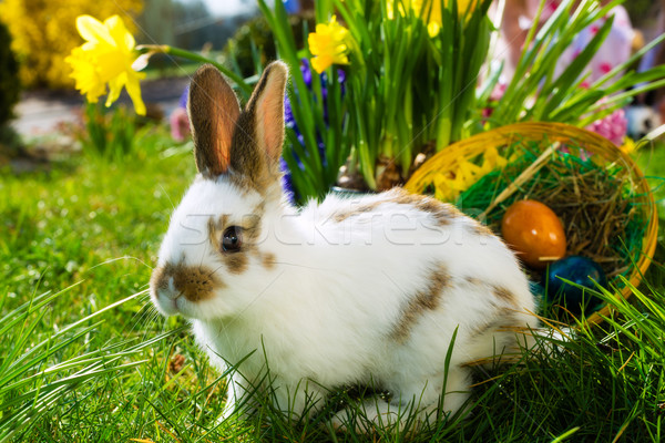 Stock photo: Easter bunny on meadow with basket and eggs