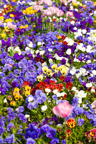 Blumen Blüte Frühlingsblumen Frühling wunderbar farbenreich Stock foto © Kzenon