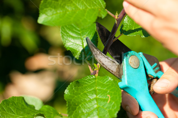 Man is cutting fruit tree with trimmer Stock photo © Kzenon