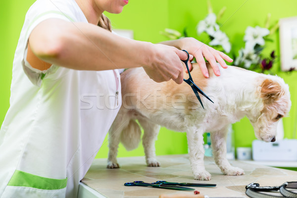 Little dog being furdressed ny woman in parlor Stock photo © Kzenon
