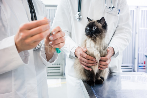 Gato olhando vacina injeção preparado veterinário Foto stock © Kzenon