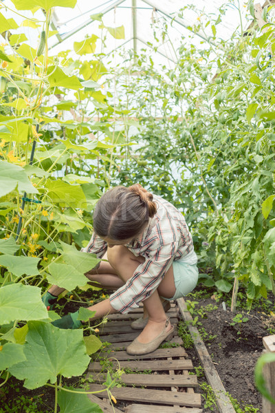 Woman working in green house on tomatoes Stock photo © Kzenon