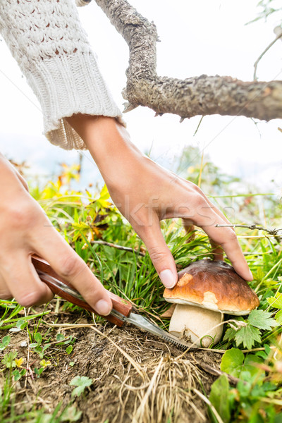 Stock photo: Young mushroom picker in the Bavarian alps