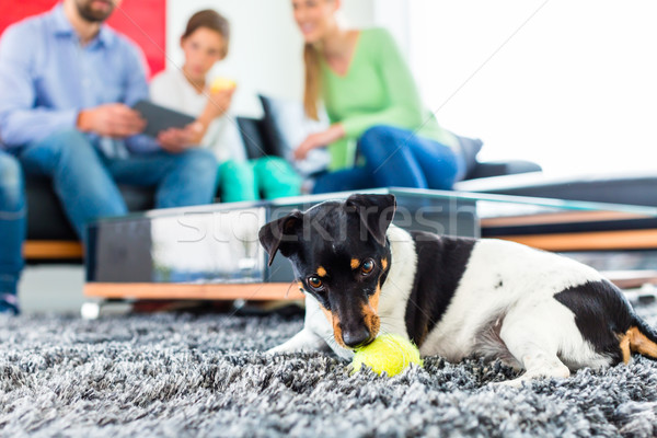 Foto stock: Família · cão · jogar · bola · sala · de · estar · terrier