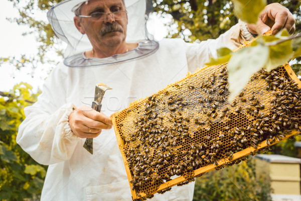 Beekeeper working on bee colony holding honeycomb Stock photo © Kzenon