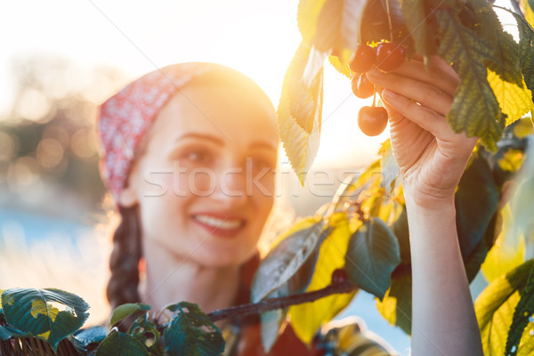 Woman plucking cherries from tree in harvest time Stock photo © Kzenon