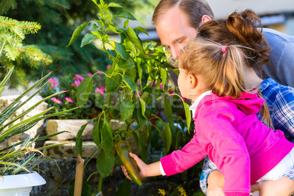 Family in garden harvesting bell pepper Stock photo © Kzenon