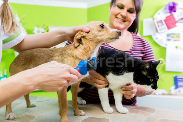 Cat and dog together at vet or pet hairdresser Stock photo © Kzenon