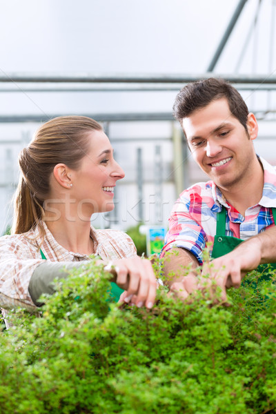 Foto stock: Jardinero · mercado · jardín · vivero · invernadero