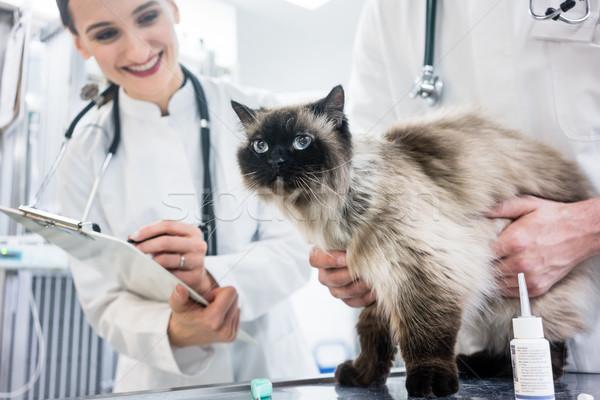 Foto stock: Gato · tabela · veterinário · clínica · dois