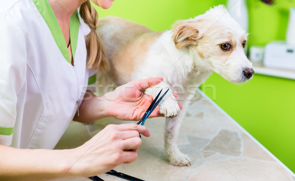 Manicure for dog in pet grooming salon Stock photo © Kzenon