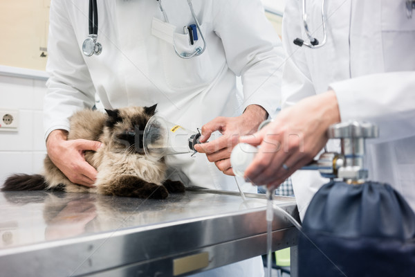 Stock photo: Vet checking cat for symptoms of disease in veterinarian clinic 