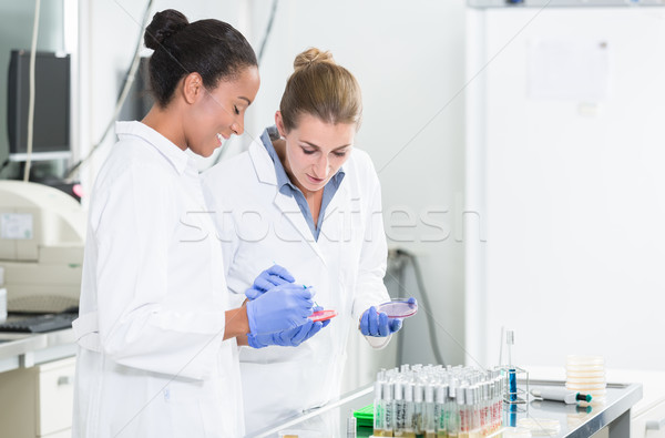 Women in research laboratory talking about tests on germ samples Stock photo © Kzenon