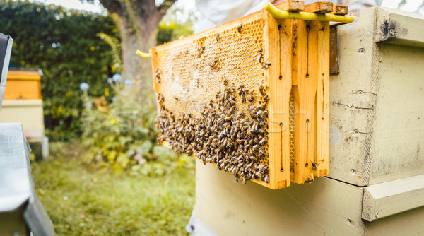 Honeycombs with bees hanging outside of beehouse Stock photo © Kzenon