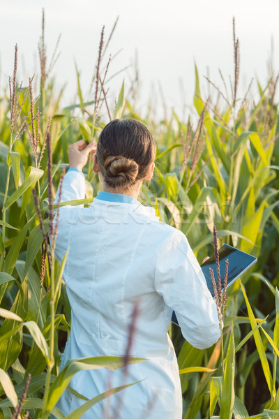 Scientist in corn field testing a new GMO breed Stock photo © Kzenon